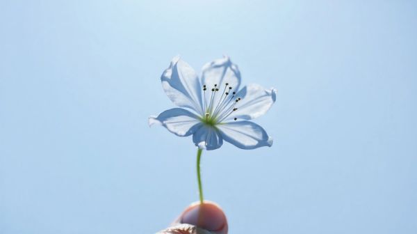Découverte des utilisations étonnantes de la fleur de Jéricho